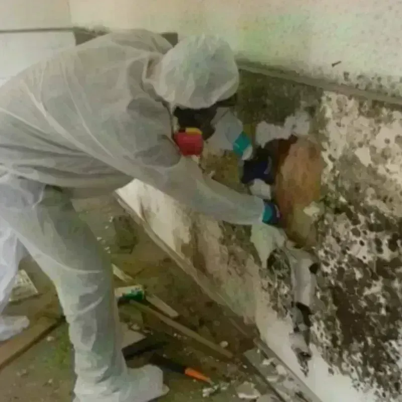 Mold Remediation and Removal in Monroe, IA